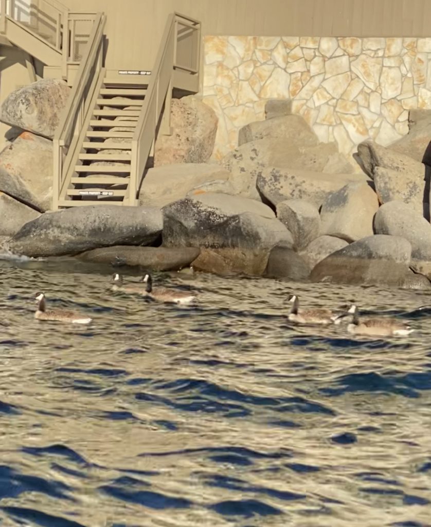 Swans in Lake Tahoe.